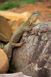 Rosenberg's monitor (Varanus rosenbergi)