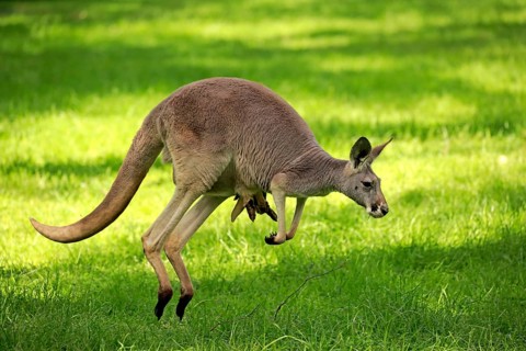 Red kangaroo (Macropus rufus)