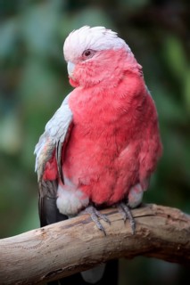 Galah (Eolophus roseicapilla)