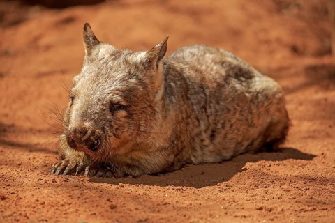 Southern hairy-nosed wombat (Lasiorhinus latifrons)