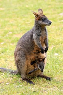 Swamp wallaby (Wallabia bicolor)