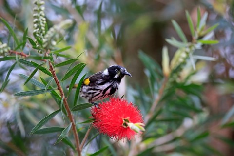 New Holland honeyeater (Phylidonyris novaehollandiae)