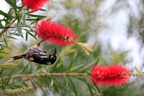 New Holland honeyeater (Phylidonyris novaehollandiae)