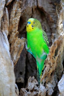 Budgie (Melopsittacus undulatus)