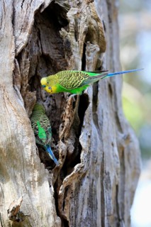 Budgies (Melopsittacus undulatus)