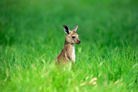 Western gray kangaroo (Macropus fuliginosus)