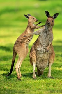 Western gray kangaroo (Macropus fuliginosus)