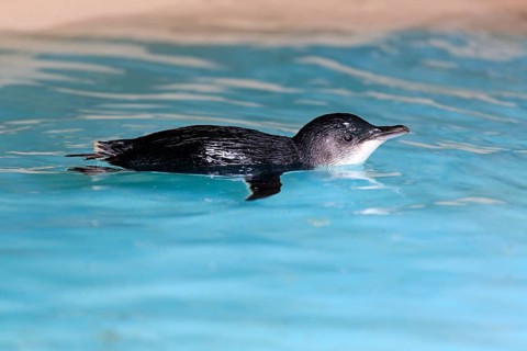Little penguin (Eudyptula minor)