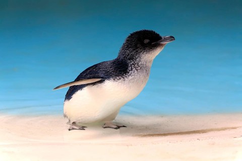 Little penguin (Eudyptula minor)