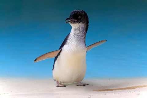 Little penguin (Eudyptula minor)