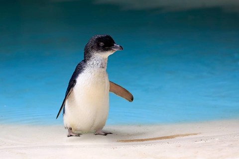 Little penguin (Eudyptula minor)