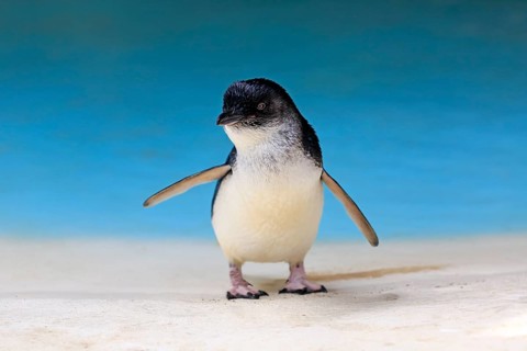 Little penguin (Eudyptula minor)