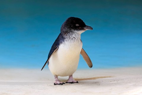 Little penguin (Eudyptula minor)
