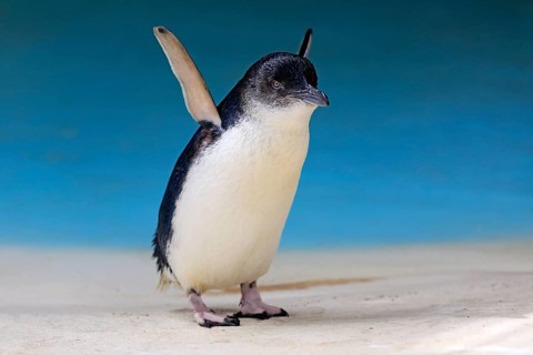 Little penguin (Eudyptula minor)