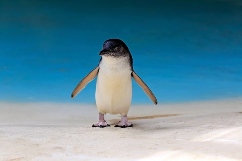 Little penguin (Eudyptula minor)