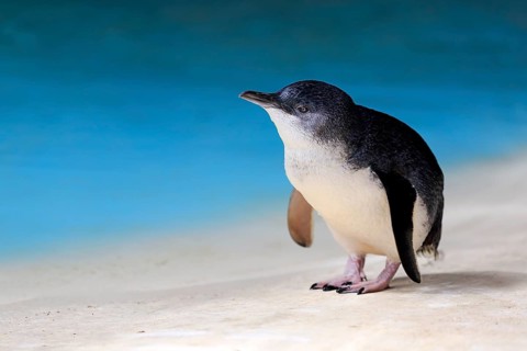 Little penguin (Eudyptula minor)