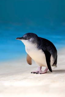 Little penguin (Eudyptula minor)