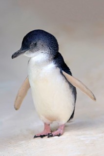 Little penguin (Eudyptula minor)