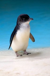 Little penguin (Eudyptula minor)