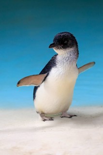 Little penguin (Eudyptula minor)