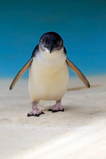 Little penguin (Eudyptula minor)