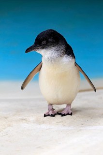 Little penguin (Eudyptula minor)