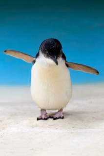 Little penguin (Eudyptula minor)