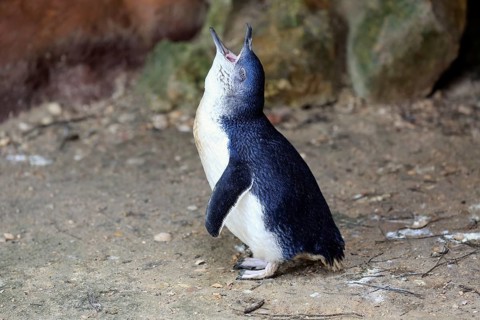 Little penguin (Eudyptula minor)