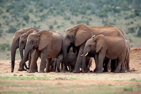 African elephants (Loxodonta africana)