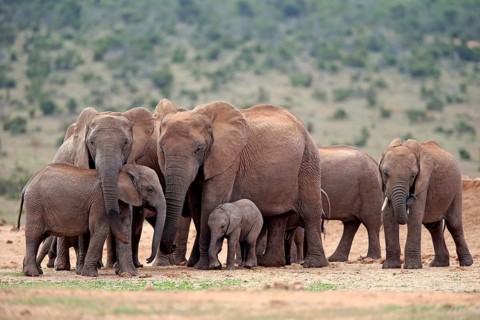 African elephants (Loxodonta africana)
