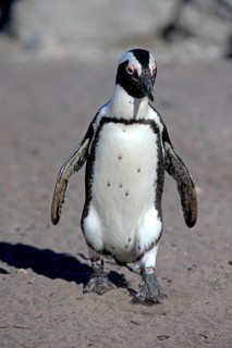 African penguin (Spheniscus demersus)