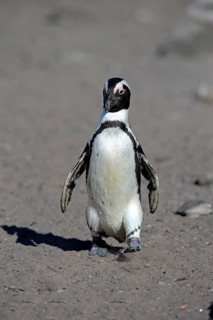 African penguin (Spheniscus demersus)