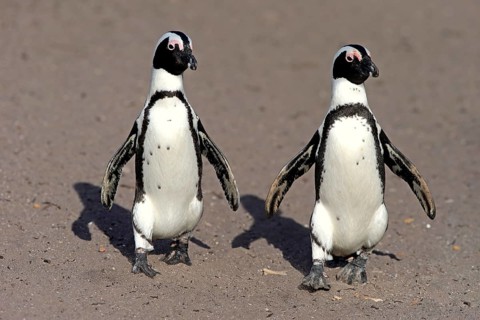 Two African penguins (Spheniscus demersus)