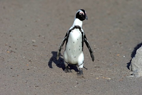 African penguin (Spheniscus demersus)