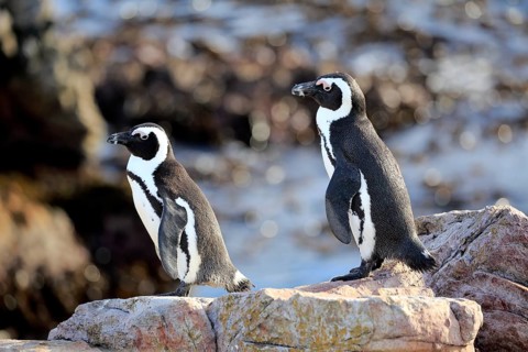 African penguins (Spheniscus demersus)
