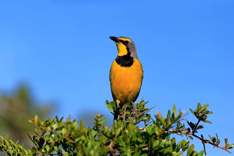 Yellow-throated Longclaw (Macronyx croceus)