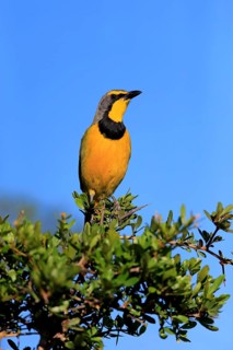 Yellow-throated Longclaw (Macronyx croceus)