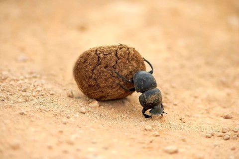 Dung beetle (Scarabaeus sacer)