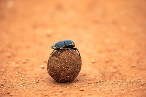 Dung beetle (Scarabaeus sacer)