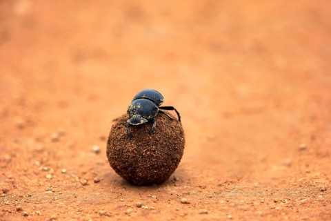 Dung beetle (Scarabaeus sacer)