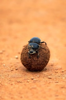 Dung beetle (Scarabaeus sacer)