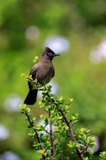 Cape Bulbul (Pycnonotus capensis)