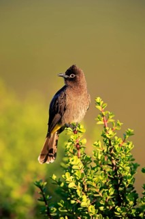 Cape Bulbul (Pycnonotus capensis)