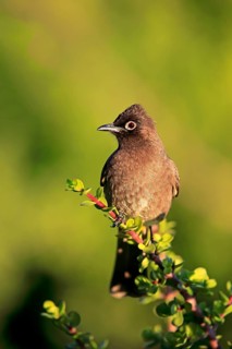 Cape Bulbul (Pycnonotus capensis)