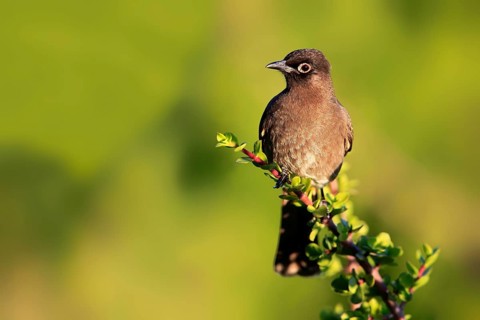 Cape Bulbul (Pycnonotus capensis)