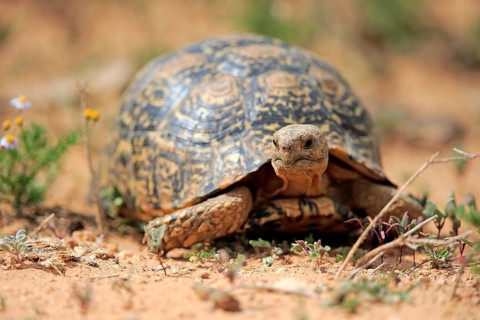 Leopard tortoise (Testudo pardalis)