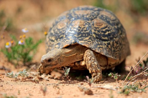 Leopard tortoise (Testudo pardalis)