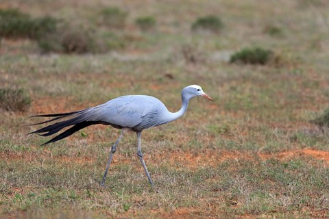 Paradise Crane (Anthropoides paradisea)