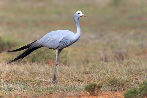 Paradise Crane (Anthropoides paradisea)