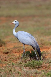 Paradise Crane (Anthropoides paradisea)